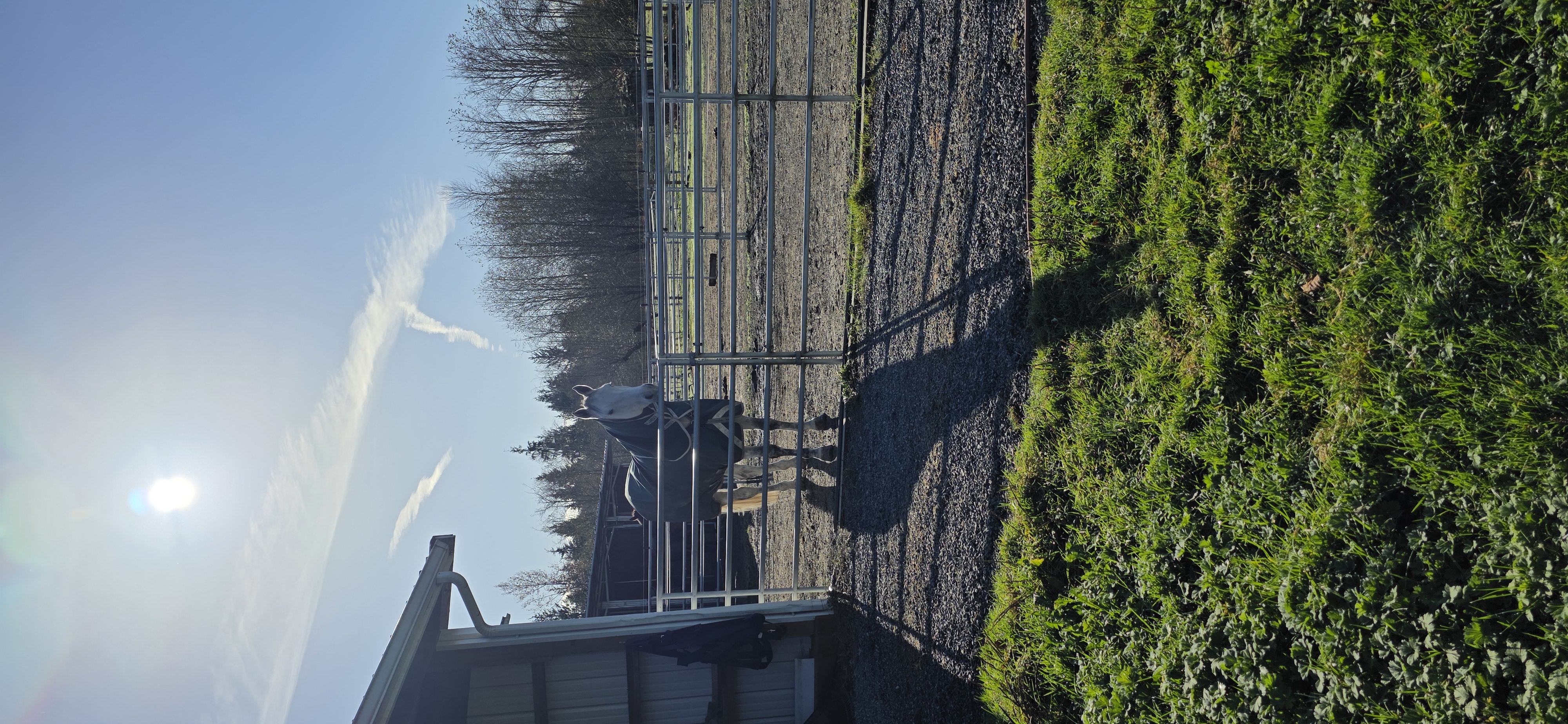 Horse in paddock board setting