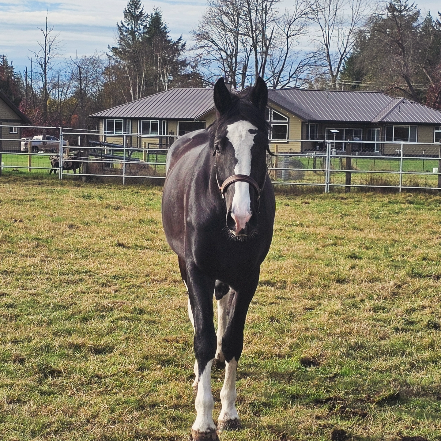 Daily horse care at Eireann Equestrian